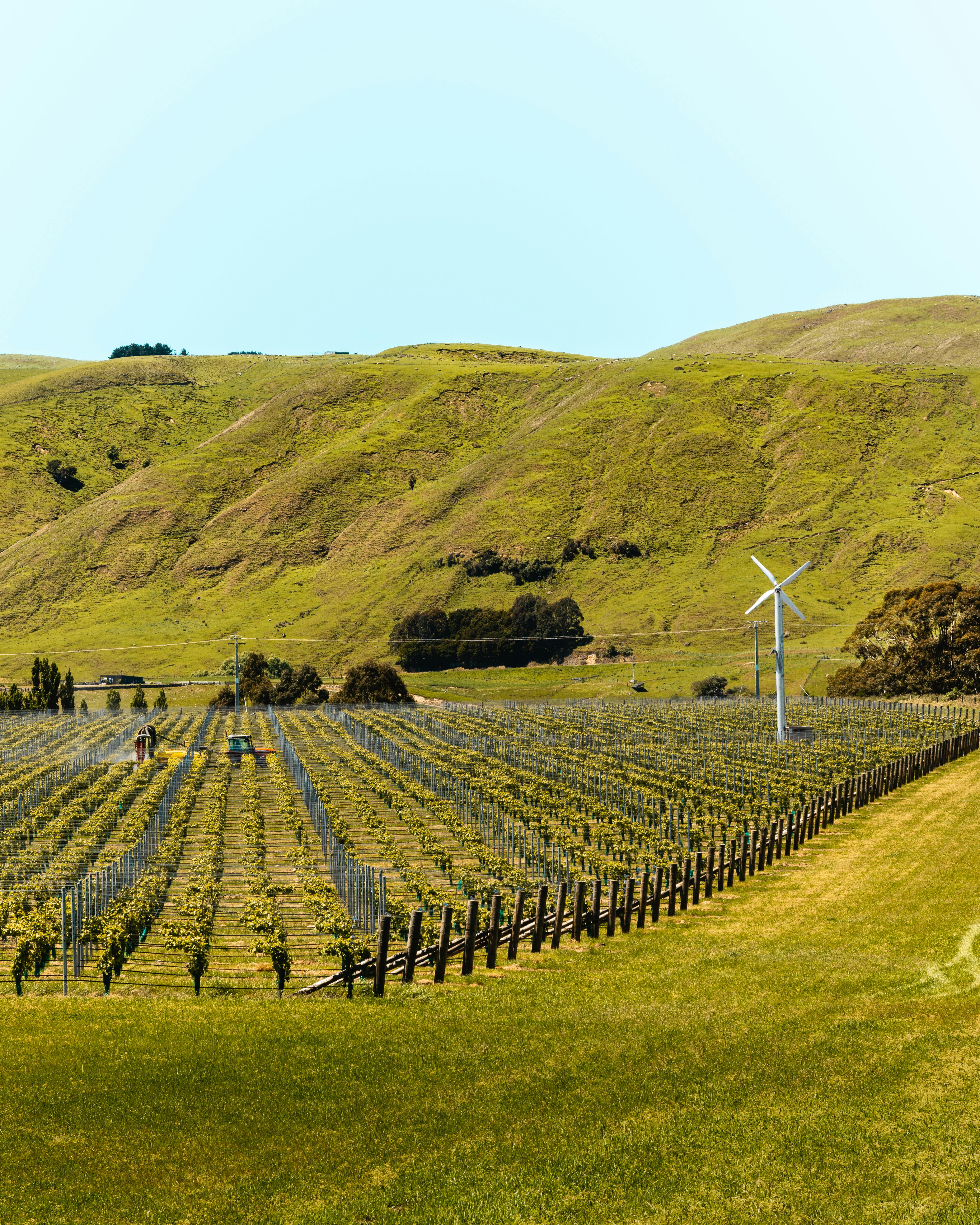 Why Te Koko Is Sauvignon Blanc Played Straight-Faced