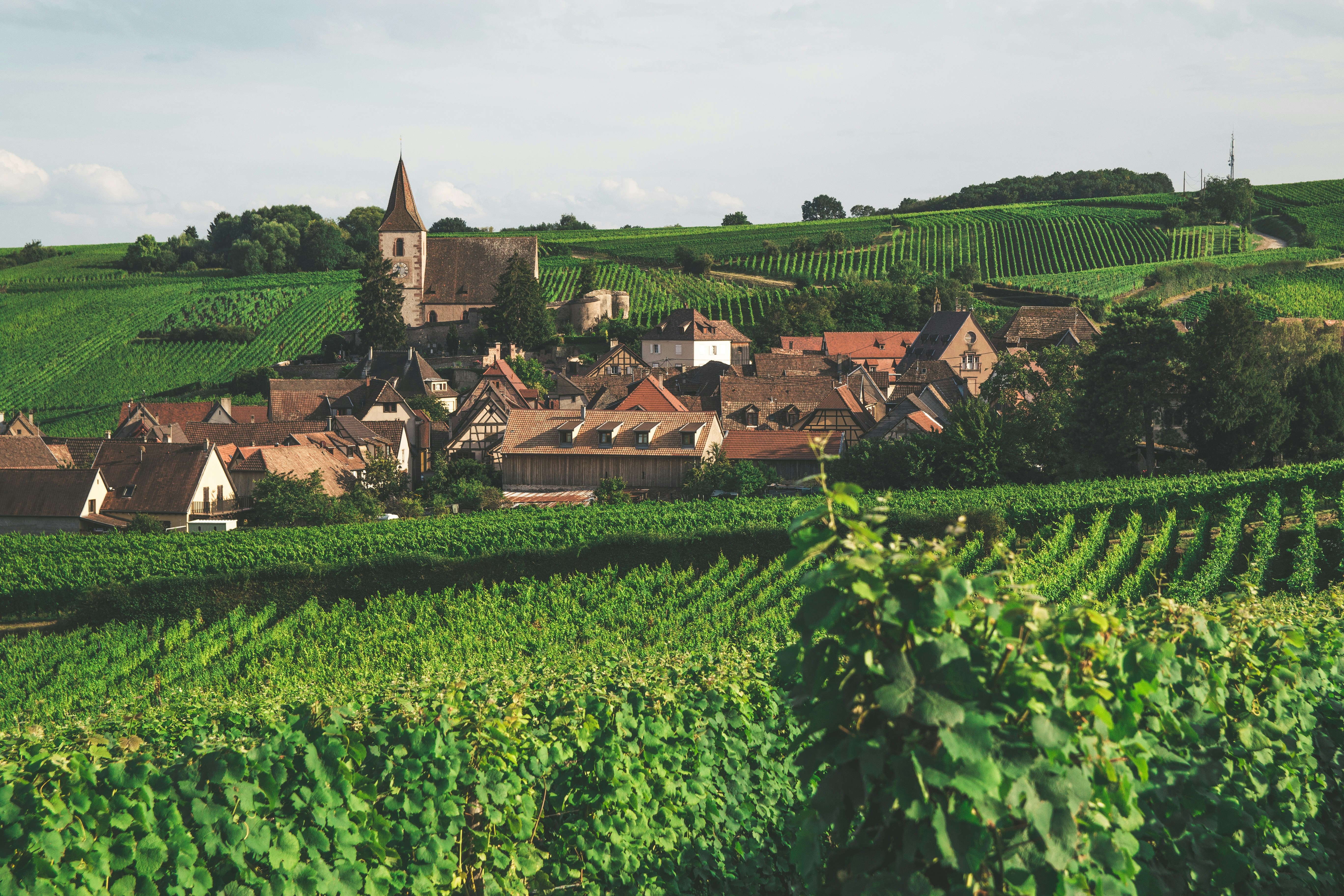 Alsace vineyards — the home of aromatic whites that genuinely handle Indian spice