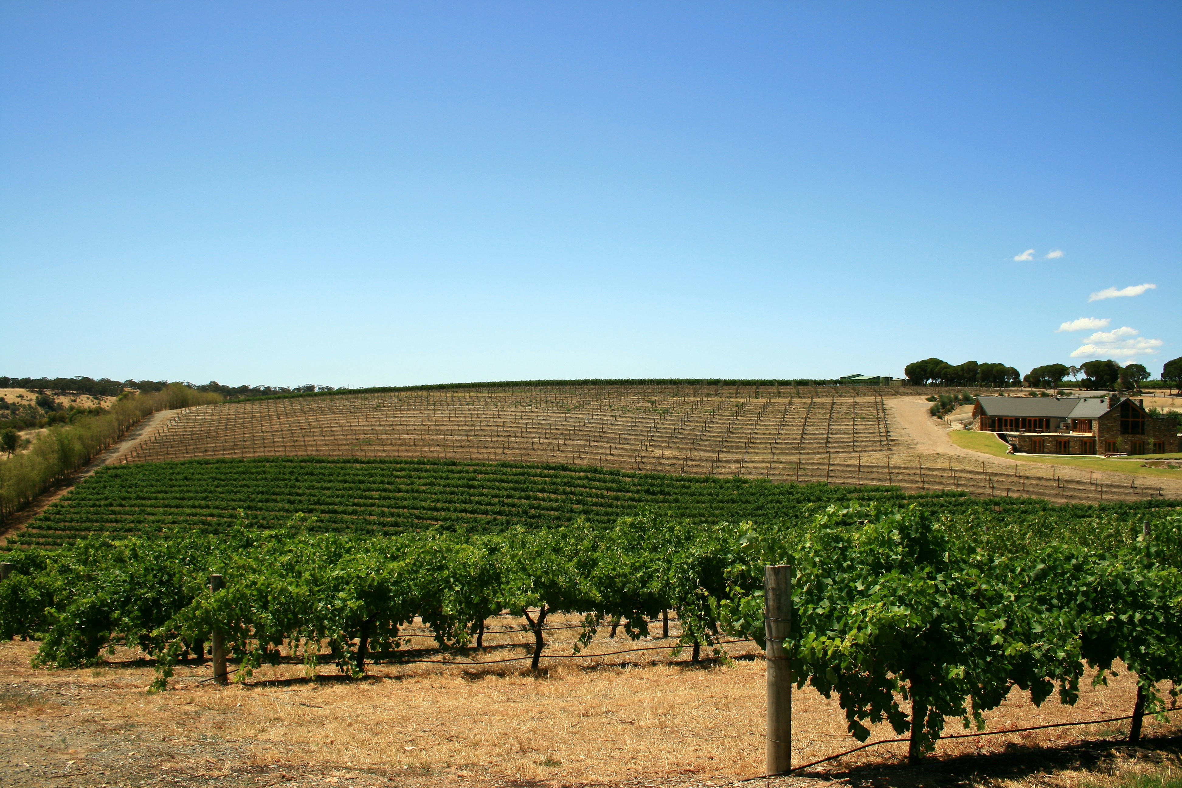 Why 'Old Vine' on a Label Usually Means Nothing