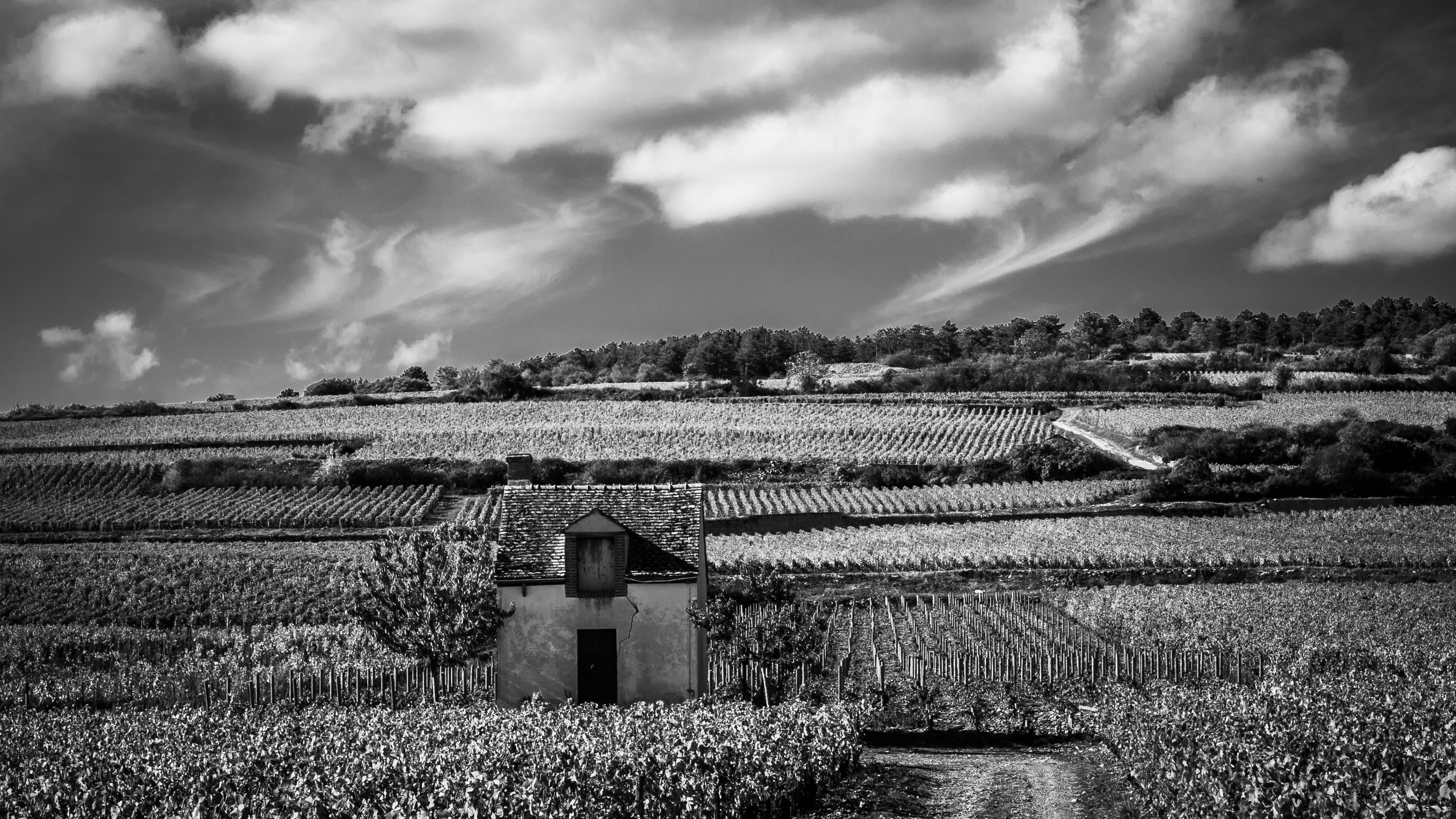 Burgundy vineyards — one of three regions where prestige critics most often award the perfect score