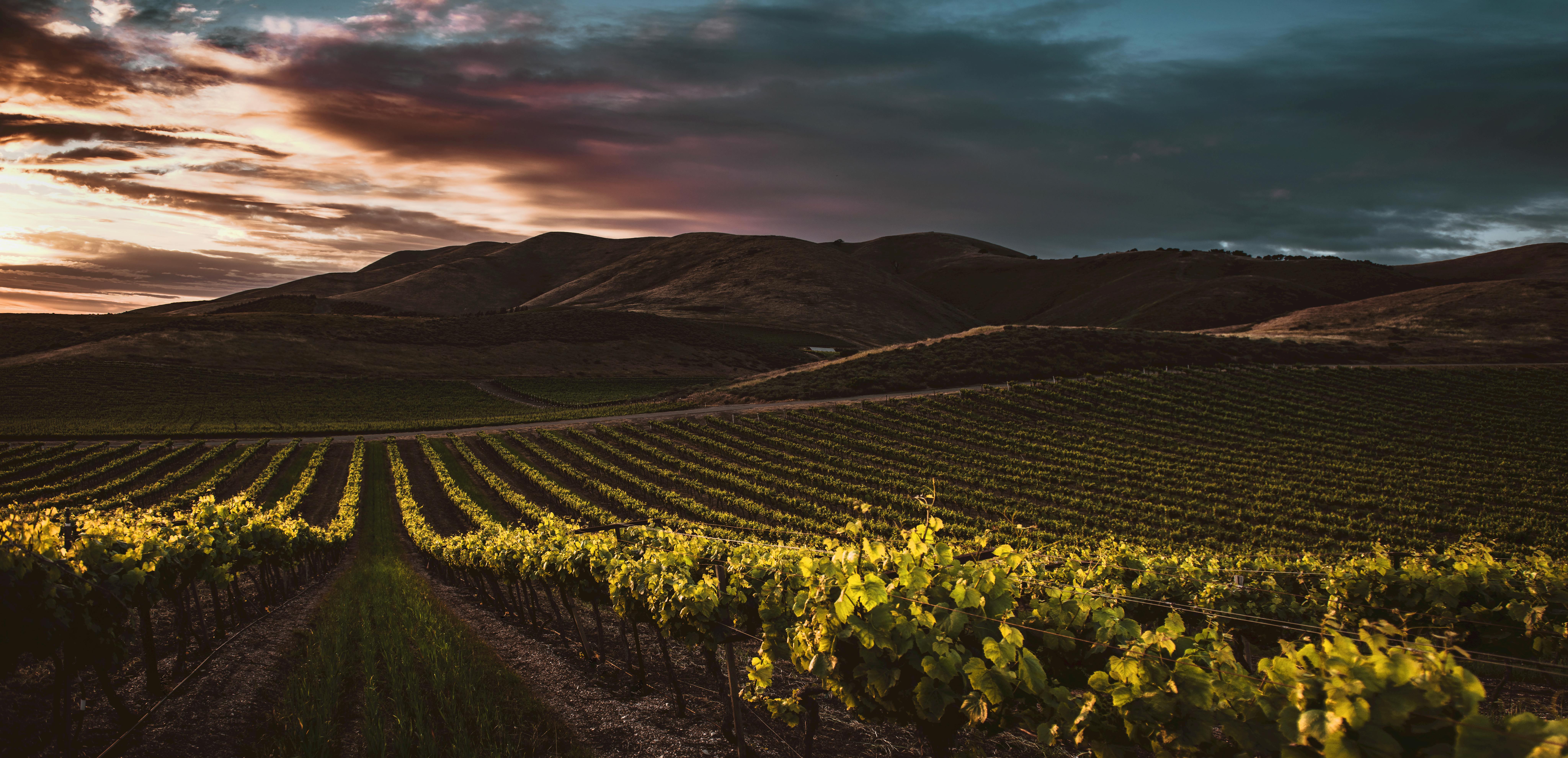 Vineyards in Valle de Guadalupe — Mexico's most serious wine region, in northern Baja California