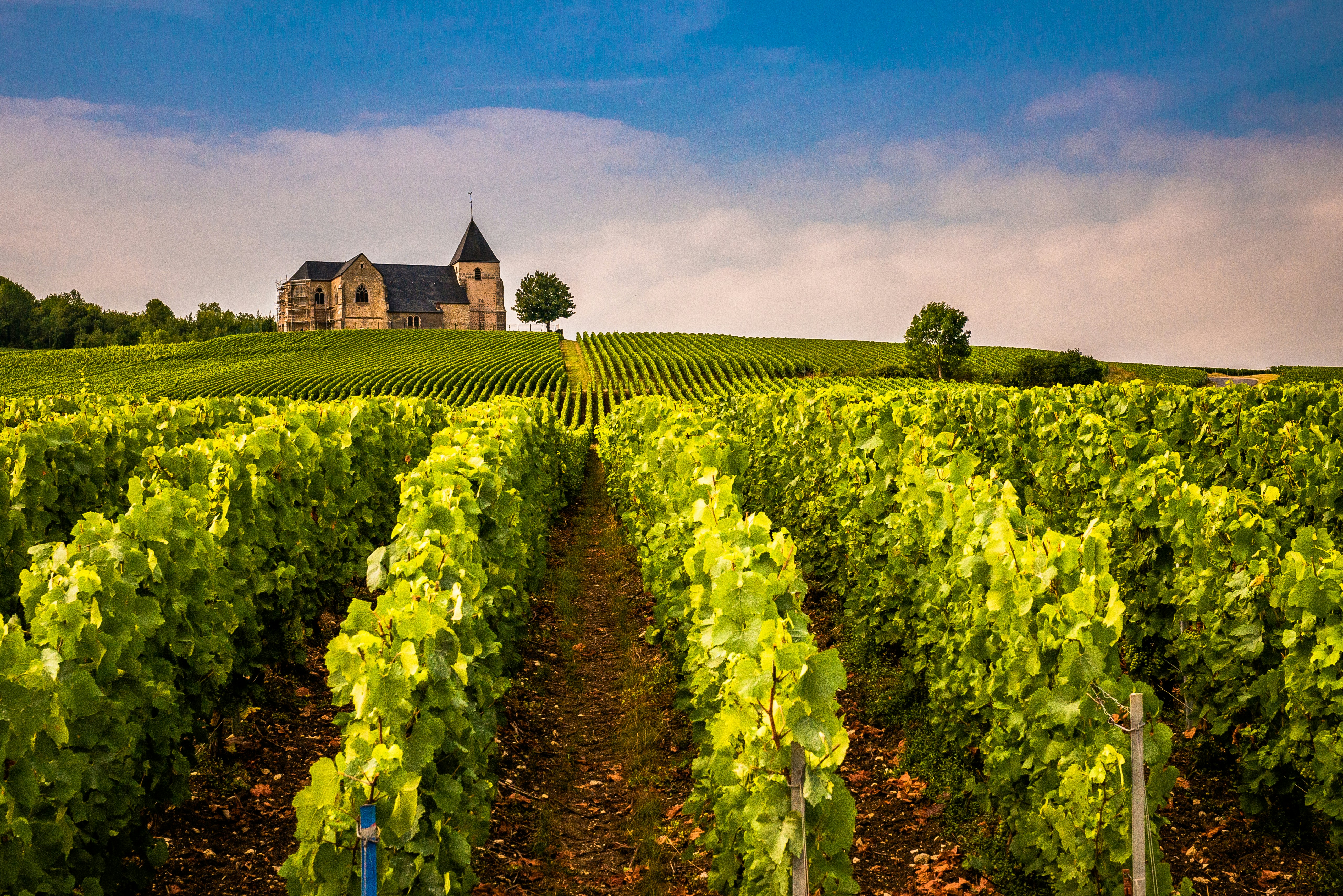 Champagne vineyards — sparkling wine is the structural ideal for fried chicken