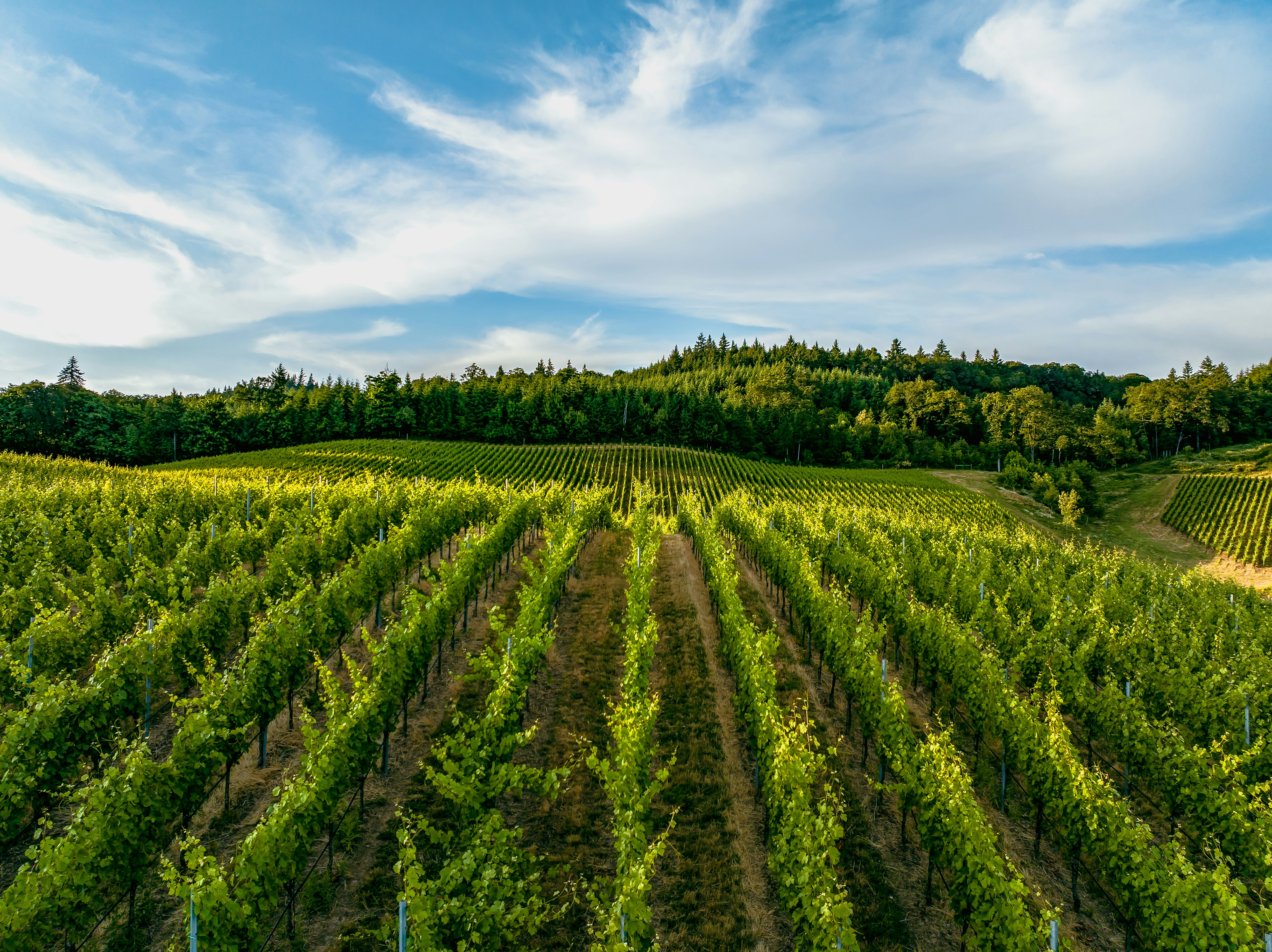 Vineyards in the Willamette Valley — the New World Pinot accent